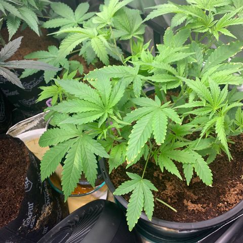 Collie Man Kush 🇯🇲  growlog timeline photo