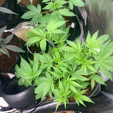Collie Man Kush 🇯🇲  growlog timeline photo
