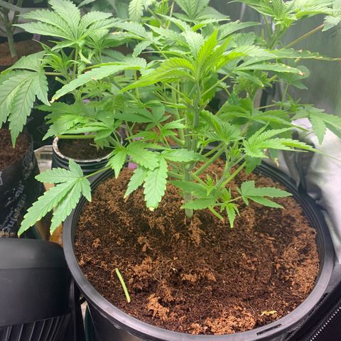 Collie Man Kush 🇯🇲  growlog timeline photo
