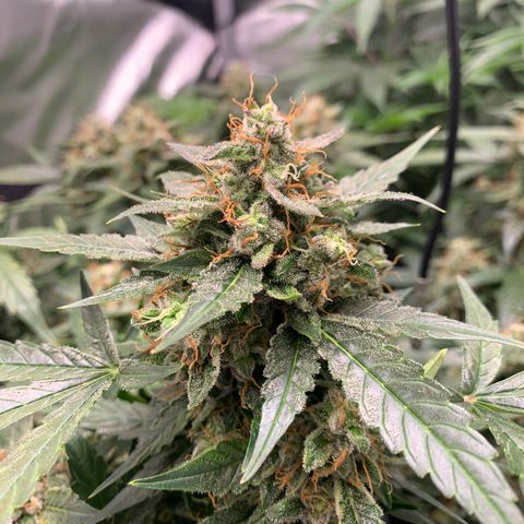Tangie Auto 🍊  growlog photo: Colors coming in heavy