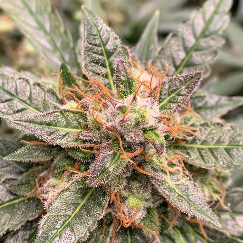 Tangie Auto 🍊  growlog photo: Colors coming in heavy