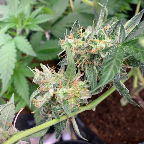 Tangie Auto 🍊  growlog photo: Colors coming in heavy