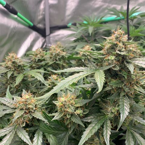 Tangie Auto 🍊  growlog photo: Colors coming in heavy
