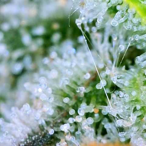 Tangie Auto 🍊  growlog photo: Trichs