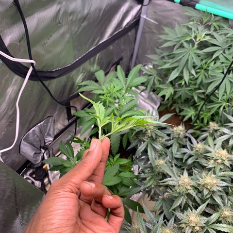 Tangie Auto 🍊  growlog photo: Swap tents for space, and some side lighting 