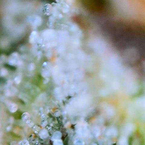 Tangie Auto 🍊  growlog timeline photo