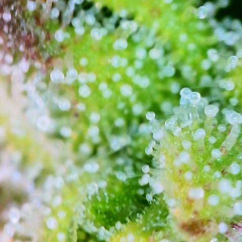 Tangie Auto 🍊  growlog timeline photo