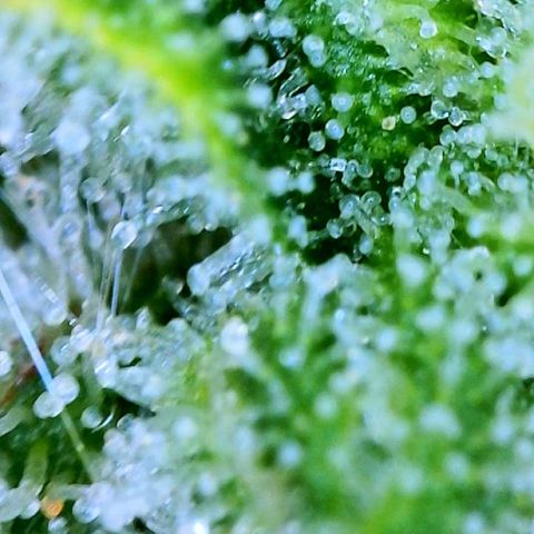 Tangie Auto 🍊  growlog photo: Trichs