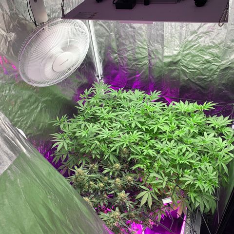 Tangie Auto 🍊  growlog photo: Swap tents for space, and some side lighting 