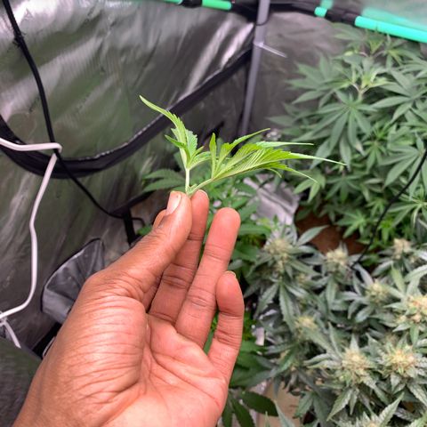 Tangie Auto 🍊  growlog photo: Swap tents for space, and some side lighting 