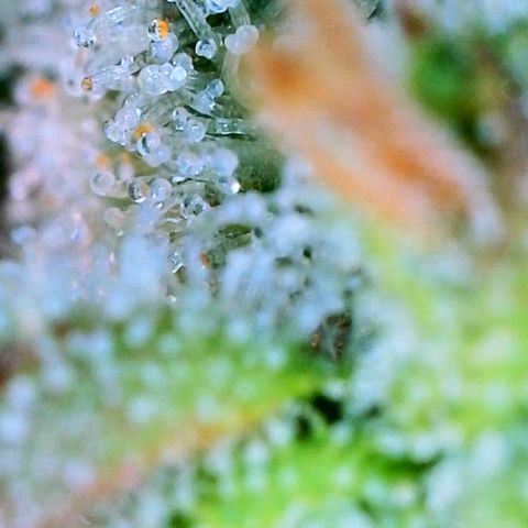 Tangie Auto 🍊  growlog timeline photo