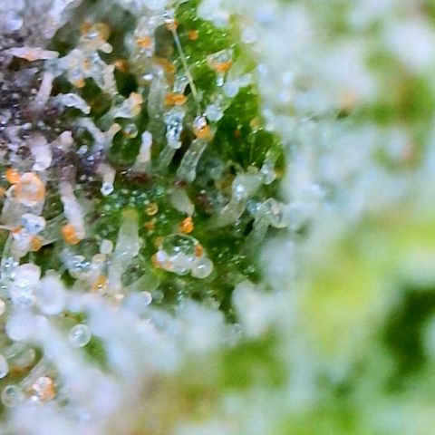 Tangie Auto 🍊  growlog timeline photo