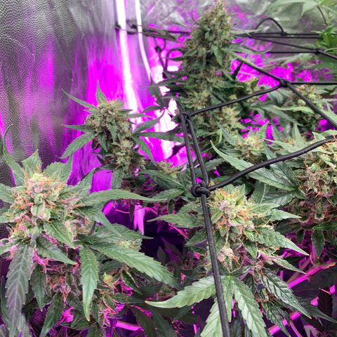 Tangie Auto 🍊  growlog photo: Swap tents for space, and some side lighting 
