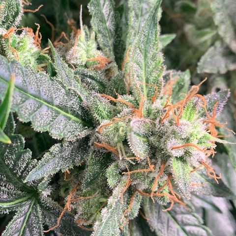 Tangie Auto 🍊  growlog photo: Trichs