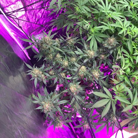 Tangie Auto 🍊  growlog photo: Swap tents for space, and some side lighting 