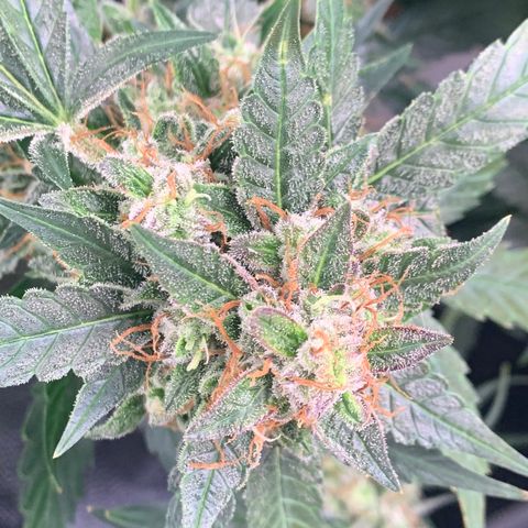 Tangie Auto 🍊  growlog photo: Trichs