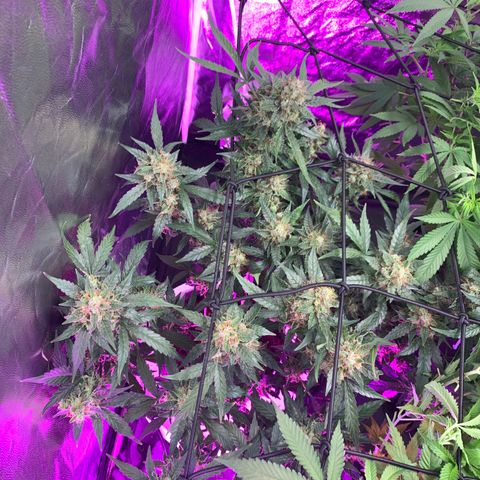 Tangie Auto 🍊  growlog photo: Swap tents for space, and some side lighting 