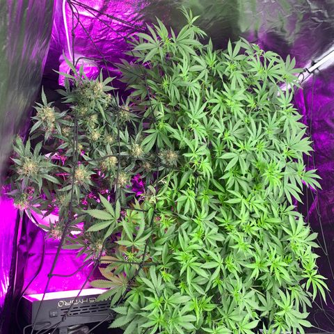 Tangie Auto 🍊  growlog photo: Swap tents for space, and some side lighting 