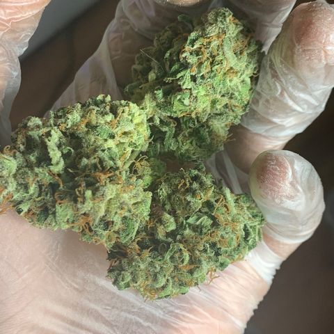 Tangie Auto 🍊  growlog photo: Post trim Tangie