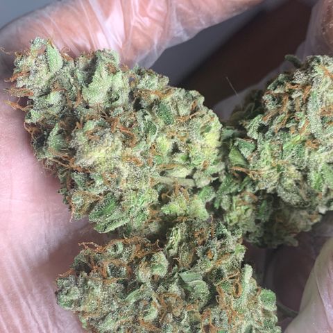 Tangie Auto 🍊  growlog photo: Post trim Tangie