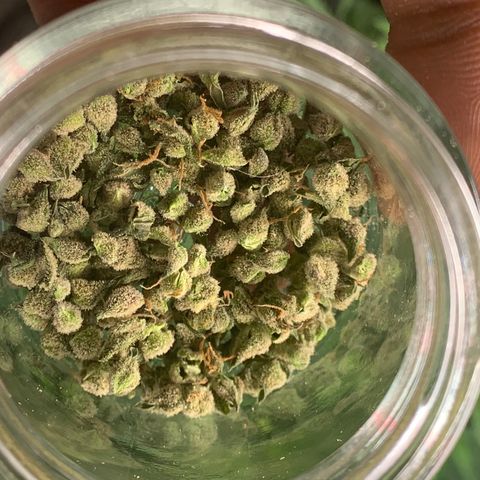 Tangie Auto 🍊  growlog photo: Post trim Tangie