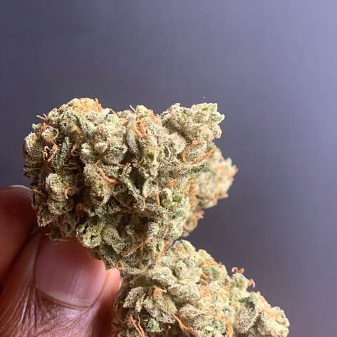 Tangie Auto 🍊  growlog photo: Finished flower 