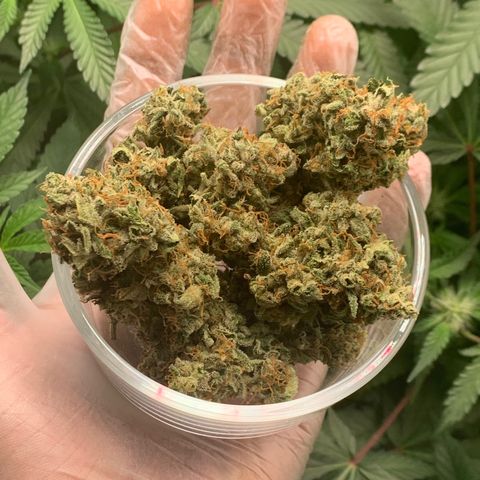 Tangie Auto 🍊  growlog photo: Post trim Tangie