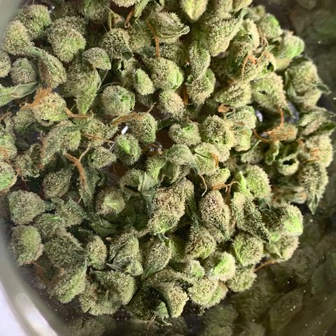 Tangie Auto 🍊  growlog photo: Post trim Tangie