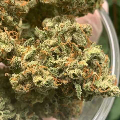 Tangie Auto 🍊  growlog photo: Post trim Tangie