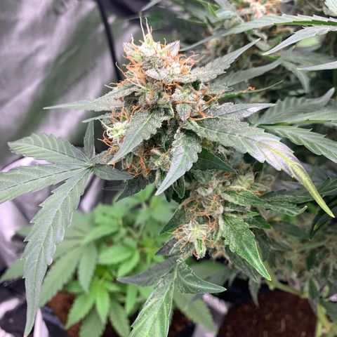 Tangie Auto 🍊  growlog photo: Colors coming in heavy