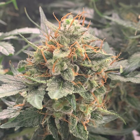 Tangie Auto 🍊  growlog photo: Trichs