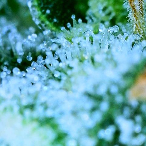 Tangie Auto 🍊  growlog photo: Trichs