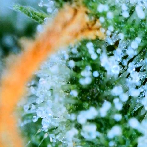 Tangie Auto 🍊  growlog timeline photo