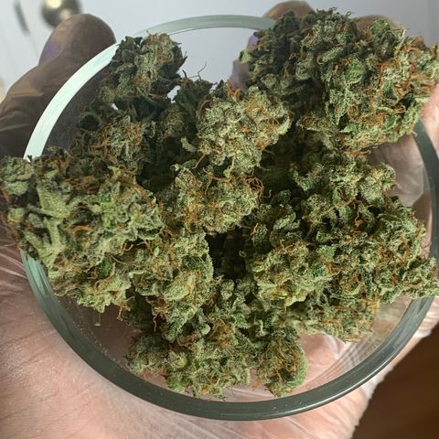 Tangie Auto 🍊  growlog photo: Post trim Tangie