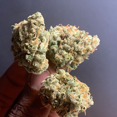 Tangie Auto 🍊  growlog photo: Finished flower 
