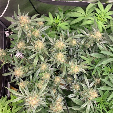 Tangie Auto 🍊  growlog photo: Colors coming in heavy