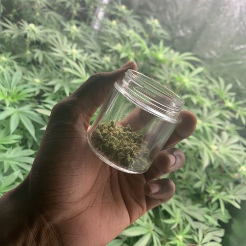 Tangie Auto 🍊  growlog photo: Post trim Tangie