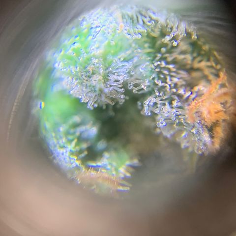 Tangie Auto 🍊  growlog photo: Trichs