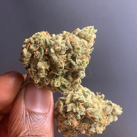 Tangie Auto 🍊  growlog photo: Finished flower 