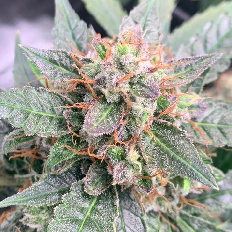 Tangie Auto 🍊  growlog photo: Trichs