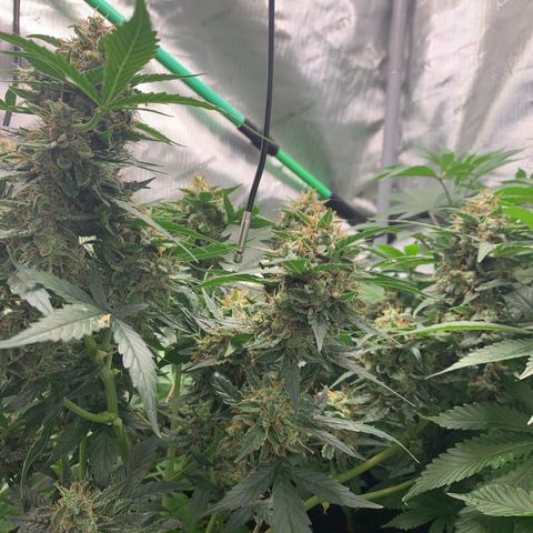 Tangie Auto 🍊  growlog photo: Colors coming in heavy