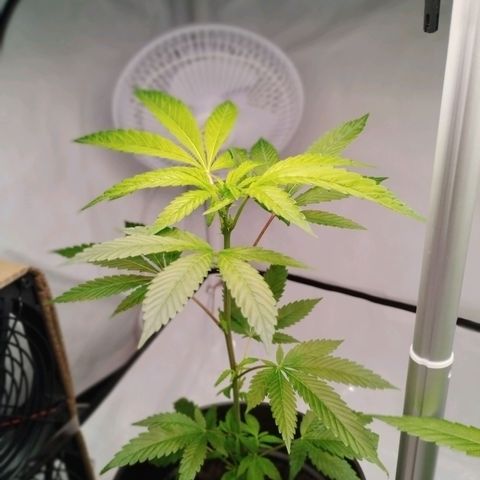 Kosher  growlog timeline photo