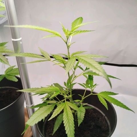 Kosher  growlog timeline photo