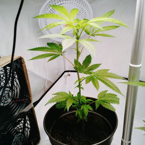 Kosher  growlog timeline photo