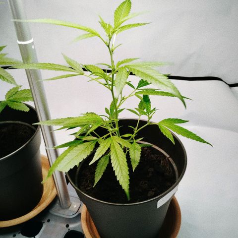 Kosher  growlog timeline photo