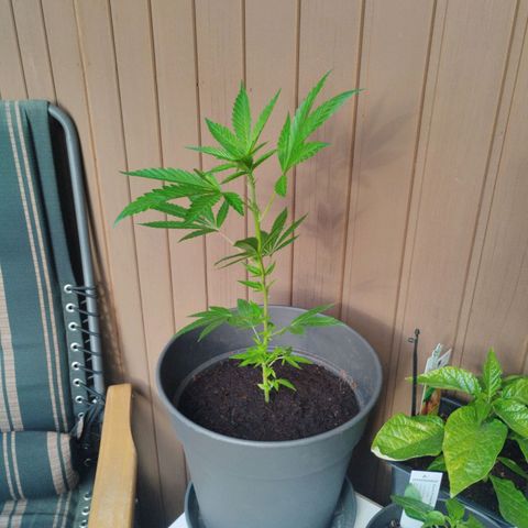 Kosher  growlog photo: Umgetopft 10L