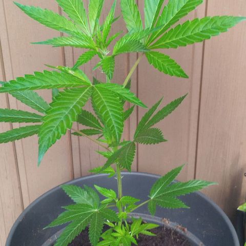 Kosher  growlog photo: Umgetopft 10L