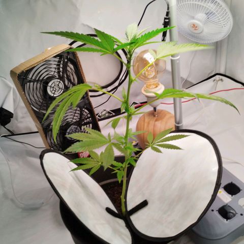 Kosher  growlog photo: Blätter unten abgeschnitten 