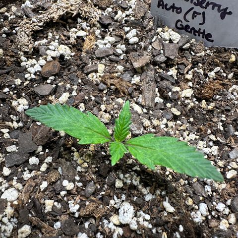 Hulkberry Auto (G) growlog timeline photo