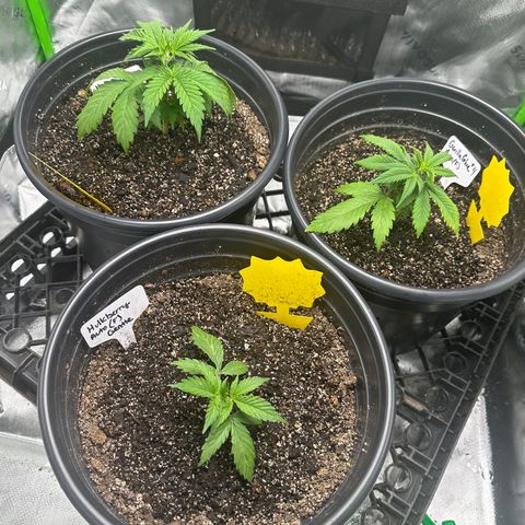 Hulkberry Auto (G) growlog timeline photo